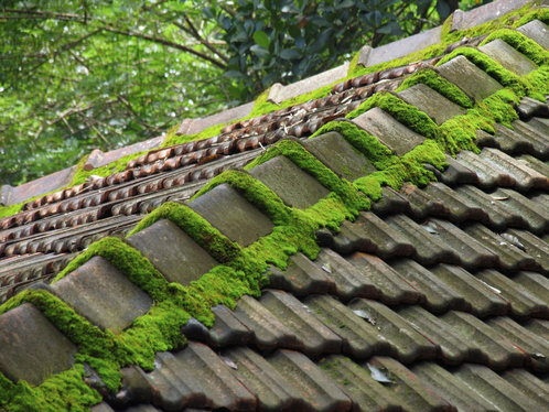 Démoussage de toiture à Bourg-en-Bresse